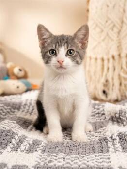 MANGO -  Domestic Short Hair Cat for Adoption in Jacksonville, Florida - MANGO | PetCurious