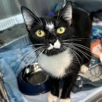 Domestic Short Hair Cats Available for Adoption in Matteson, Illinois - Ribbons | PetCurious
