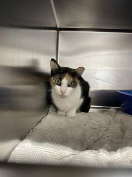 Electra -  Domestic Short Hair and Calico Cat for Adoption in Ferndale, Michigan - Electra | PetCurious