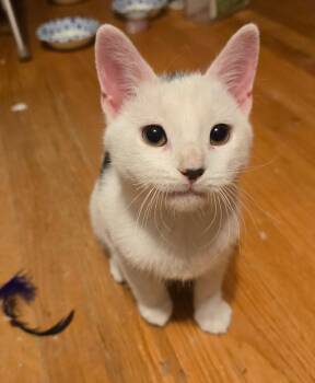 South -  Domestic Short Hair Cat for Adoption in Hammond, Indiana - South | PetCurious