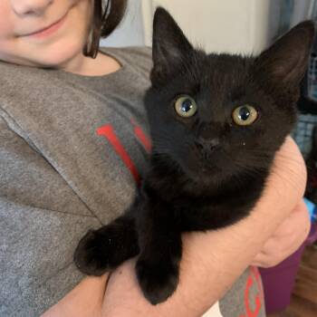 Domestic Short Hair Cats Available for Adoption - Pastel | PetCurious