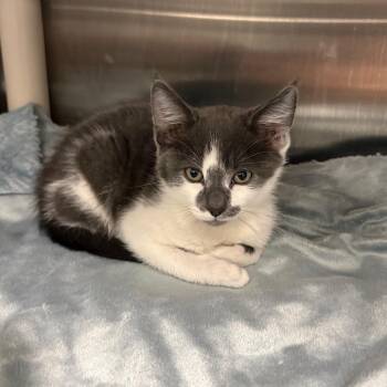 Mr. Moo -  Domestic Short Hair Cat for Adoption in Keizer, Oregon - Mr. Moo | PetCurious