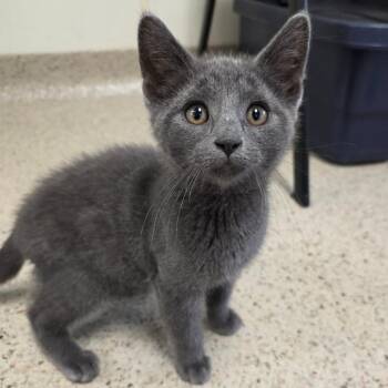Lemonade -  Domestic Short Hair Cat for Adoption in Oshkosh, Wisconsin - Lemonade | PetCurious