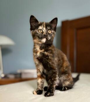 Tortoiseshell Cats Available for Adoption in Pasco, Washington - Curbi | PetCurious