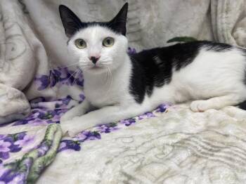 Elvira -  Domestic Short Hair Cat Available for Adoption in Edinburg, Virginia - Elvira | PetCurious