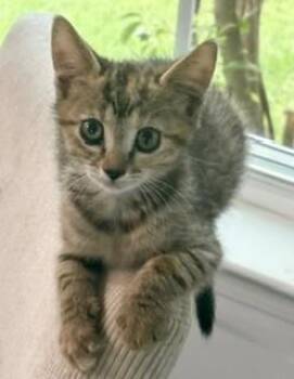 94852a Bat-Petco North Charleston -  Domestic Short Hair Cat for Adoption in North Charleston, South Carolina - 94852a Bat-Petco North Charleston | PetCurious