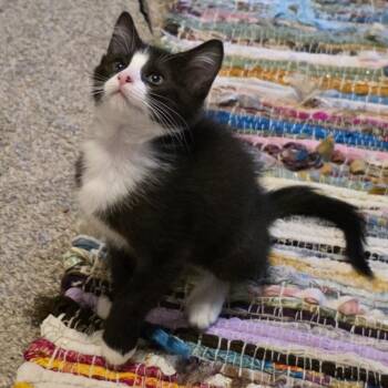 Coal -  Domestic Short Hair Cat for Adoption in Normal, Illinois - Coal | PetCurious
