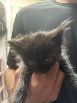 Domestic Long Hair Cats Available for Adoption in Little Rock, Arkansas - Toothless | PetCurious