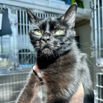 Domestic Short Hair Cats Available for Adoption in Matteson, Illinois - Ebono | PetCurious