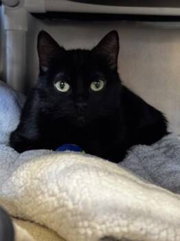 Domestic Short Hair Cats Available for Adoption - Katana | PetCurious