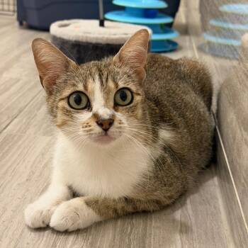 Domestic Short Hair Cats Available for Adoption in Houston, Texas - Padme | PetCurious