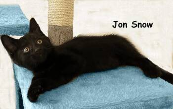 Bombay and Domestic Short Hair Cats Available for Adoption - Jon Snow Bonded With Arya AVO | PetCurious