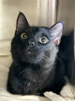 Soot -  Domestic Short Hair Cat for Adoption in Largo, Florida - Soot | PetCurious