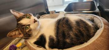 Domestic Short Hair Cats Available for Adoption - Kakuna | PetCurious