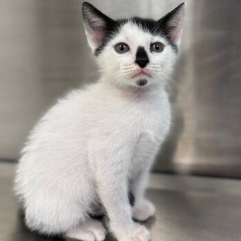 Noodle -  Domestic Short Hair Cat for Adoption in Sarasota, Florida - Noodle | PetCurious