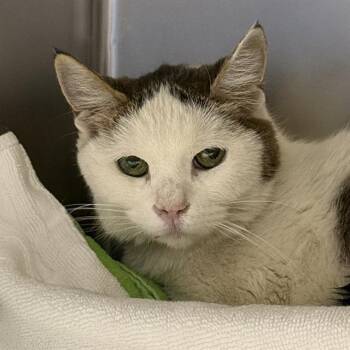 Domestic Short Hair Cats Available for Adoption in Las Vegas, Nevada - LITTLE BIT | PetCurious