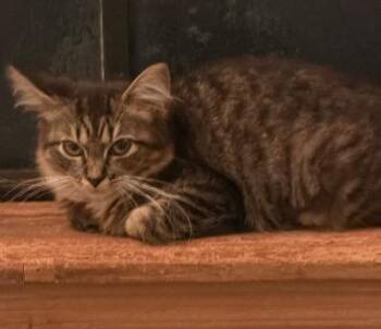 Steel -  Tabby Cat for Adoption in Beverly Hills, California - Steel | PetCurious