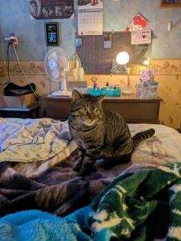 Domestic Short Hair Cats Available for Adoption - Tyson | PetCurious