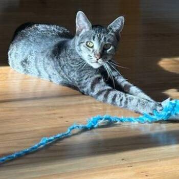 Rescue Domestic Short Hair Cats for Adoption in Pleasanton, California - Nikki | PetCurious