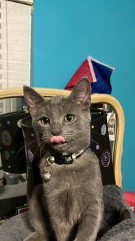 Rescue Domestic Short Hair Cats for Adoption in St. Petersburg, Florida - Ash | PetCurious