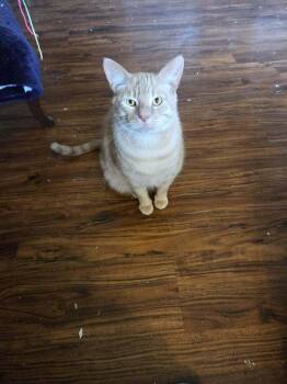 American Shorthair Cats Available for Adoption - Tater | PetCurious