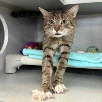 Marble -  Domestic Short Hair Cat for Adoption in New York, New York - Marble | PetCurious