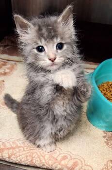 Domestic Short Hair Cats Available for Adoption in Savannah, Georgia - Fred | PetCurious