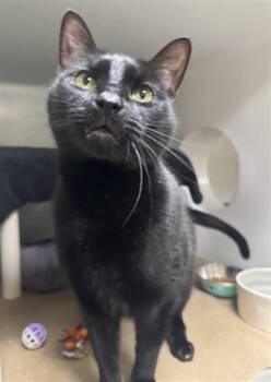 SALEM -  Domestic Short Hair Cat for Adoption in Brewster, Massachusetts - SALEM | PetCurious
