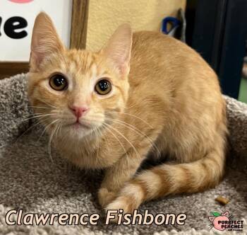 Clawrence Fishbone -  Domestic Short Hair Cat for Adoption in Douglasville, Georgia - Clawrence Fishbone | PetCurious