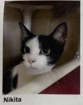 Nikita -  American Shorthair Cat for Adoption in Fort Payne, Alabama - Nikita | PetCurious