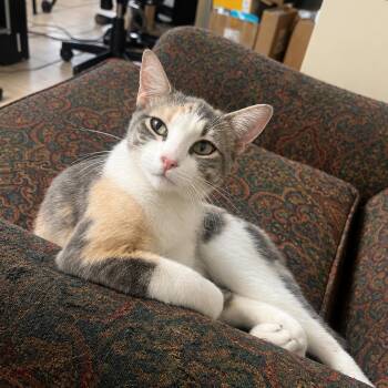 Ella -  Domestic Short Hair Cat for Adoption in Houston, Texas - Ella | PetCurious