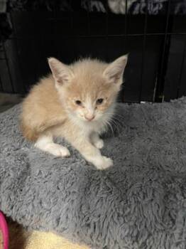 RAPUNZEL -  Domestic Long Hair Cat Available for Adoption in Tracy, California - RAPUNZEL | PetCurious