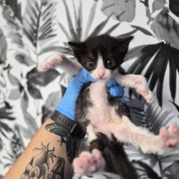 Domestic Long Hair Cats Available for Adoption in Wahiawa, Hawaii - Gigi | PetCurious