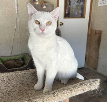 Go Lightly -  Domestic Short Hair Cat for Adoption in Peru, Illinois - Go Lightly | PetCurious