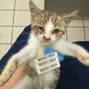 Bullet -  Domestic Medium Hair Cat for Adoption in Charleston, West Virginia - Bullet | PetCurious