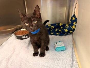 WHISKEY -  Domestic Short Hair Cat for Adoption in Rancho Cucamonga, California - WHISKEY | PetCurious
