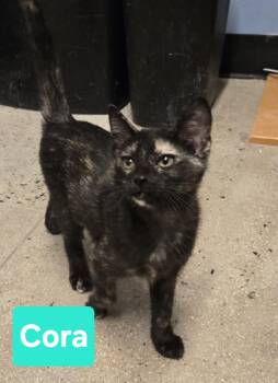CORA -  Tortoiseshell Cat for Adoption in Fullerton, California - CORA | PetCurious
