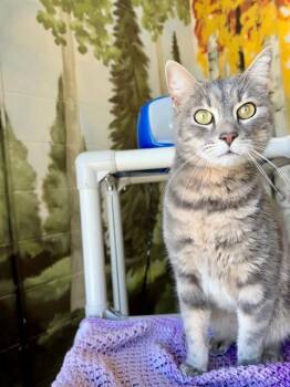 Domestic Short Hair Cats Available for Adoption in Frisco, Colorado - PETER | PetCurious