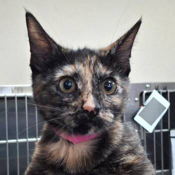 Arlene -  Domestic Short Hair Cat for Adoption in Lakeland, Florida - Arlene | PetCurious