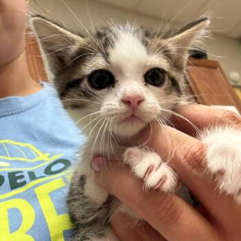 Tofu - 052102U -  Domestic Short Hair Cat for Adoption in Tupelo, Mississippi - Tofu - 052102U | PetCurious