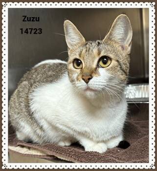 Rescue Domestic Short Hair and Tabby Cats for Adoption in Marietta, Georgia - ZUZU | PetCurious