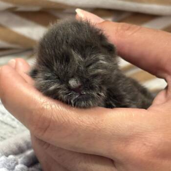 Cloudy -  Domestic Medium Hair Cat for Adoption in Pahoa, Hawaii - Cloudy | PetCurious