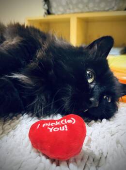 Rescue Domestic Medium Hair Cats for Adoption in Reading, Vermont - Omega | PetCurious