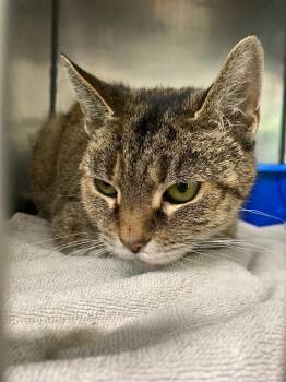 Cinnamon Swirl -  Domestic Short Hair Cat for Adoption in Fall River, Massachusetts - Cinnamon Swirl | PetCurious