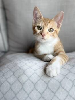 Neville -  Domestic Short Hair and Tabby Cat for Adoption in Dallas, Texas - Neville | PetCurious