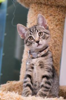 Rescue Domestic Short Hair Cats for Adoption in Newport Beach, California - Luke | PetCurious