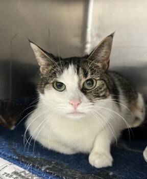 Rescue Domestic Short Hair Cats for Adoption in Hillsdale, Indiana - Holly | PetCurious