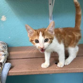 Domestic Short Hair Cats Available for Adoption in Fresno, California - Scratch | PetCurious