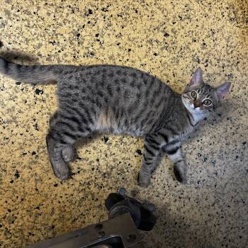 Rescue Domestic Short Hair Cats for Adoption in Toledo, Ohio - Rose Mary | PetCurious