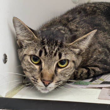 Rescue Domestic Short Hair Cats for Adoption in Marshall, Texas - Nicky | PetCurious